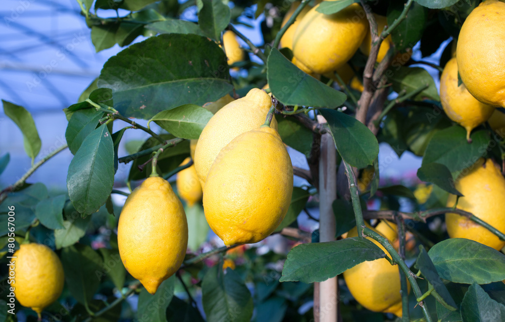 Yellow ripe lemons hung on the tree in Palermo
