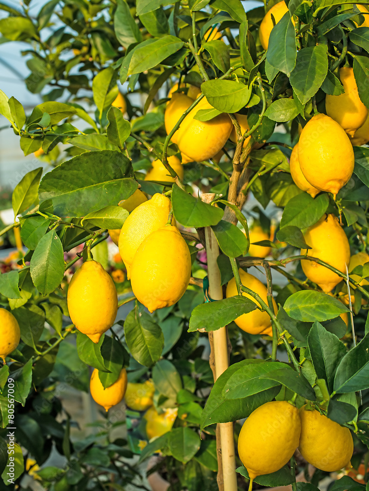 Yellow ripe lemons hung on the tree in Mediterranean country