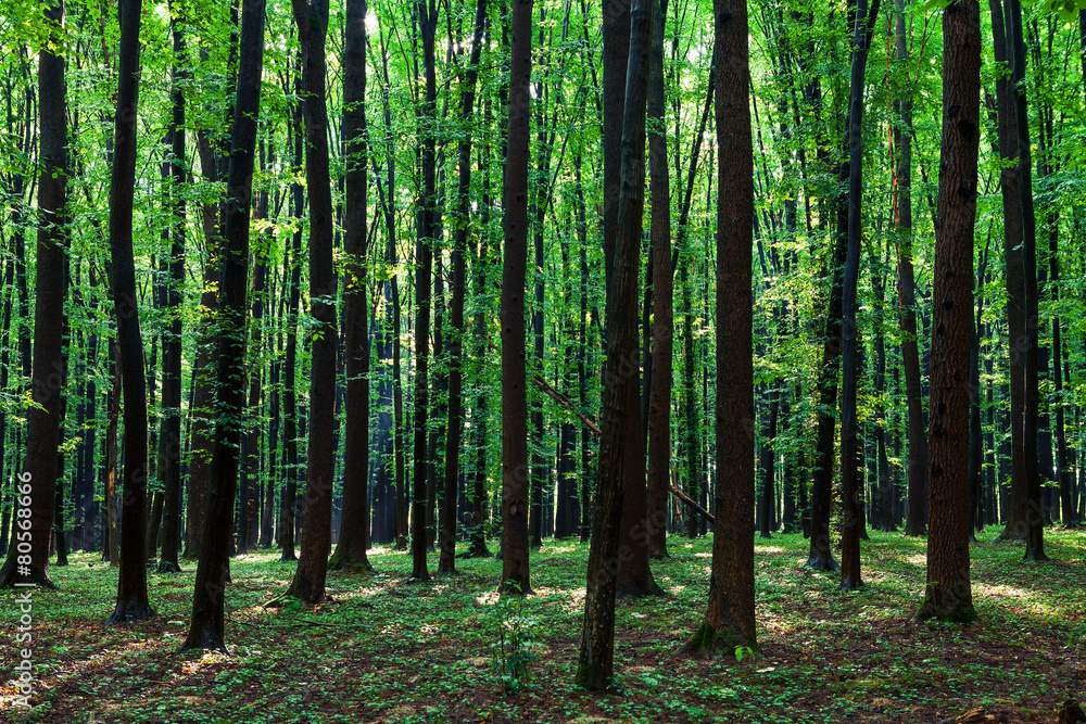 Obraz premium beautiful green forest