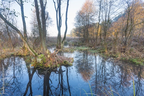 Morning wetlands