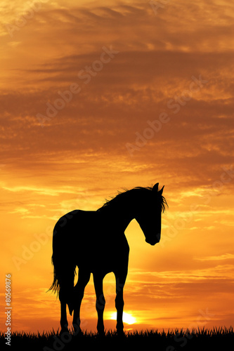 horse silhouette at sunset