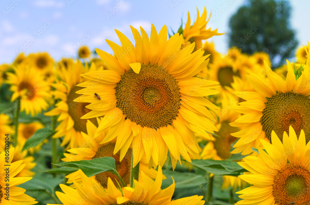 Sunflower field. Sunflower field.