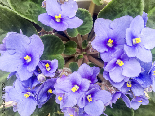 Violet blooms in a flower pot