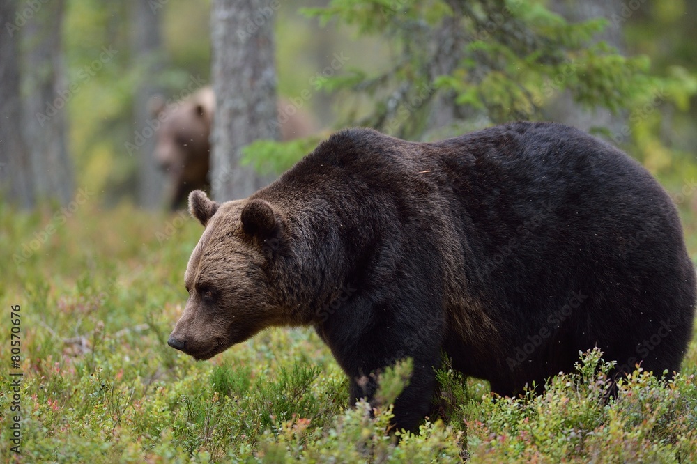Brown bear in forest with other bear in the background