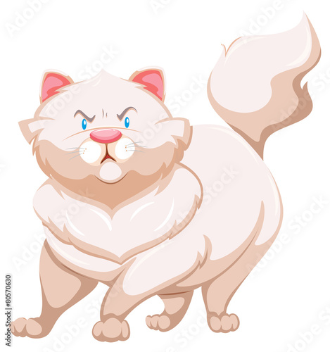 Angry cat
