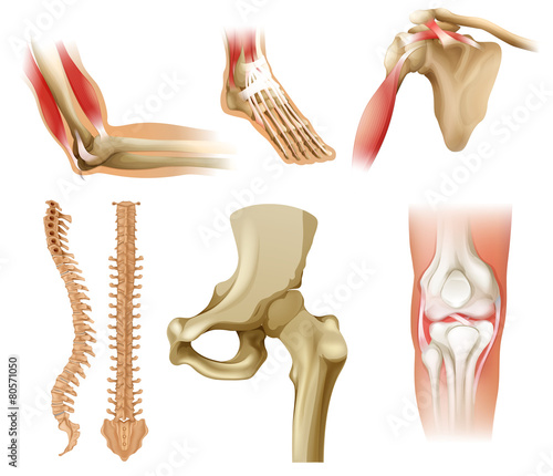 Different human bones