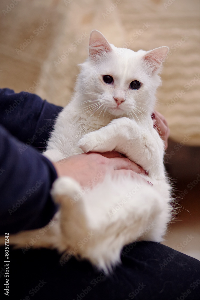 White cat on hands.