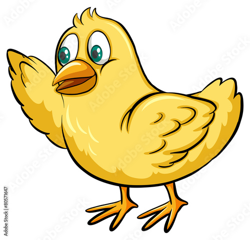 Yellow chick
