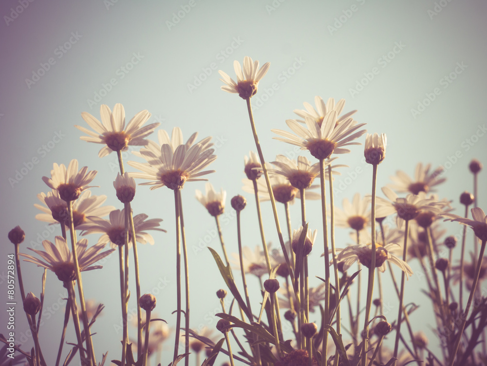 Fototapeta kwiaty z efektem filtra retro styl vintage