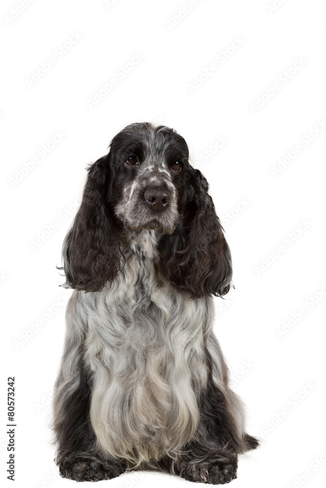 isolated portrait of english cocker spaniel isolated portrait of english cocker spaniel