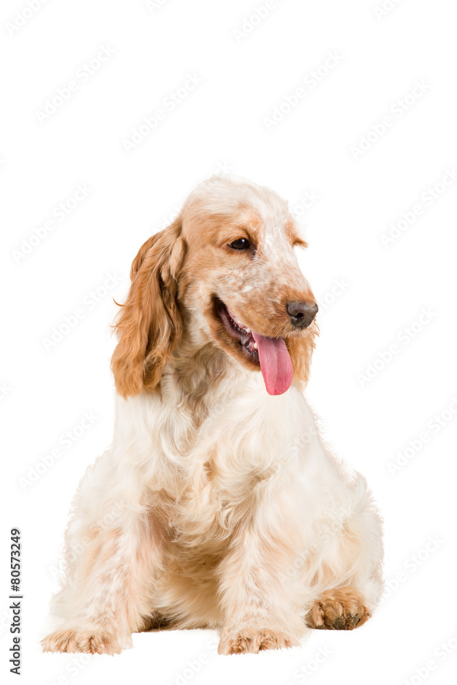 isolated portrait of english cocker spaniel