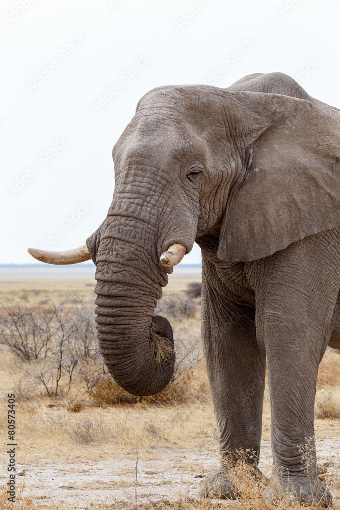 Fototapeta premium big african elephants on Etosha national park