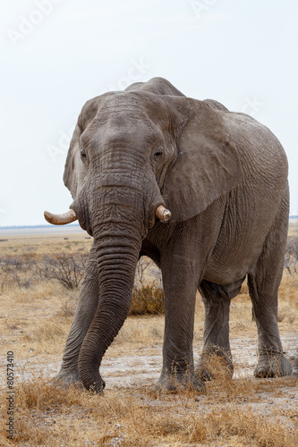 big african elephants on Etosha national park