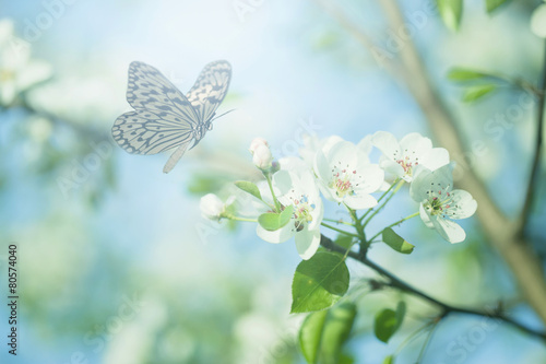 Pastel colored photo of butterfly and spring flowers #80574040
