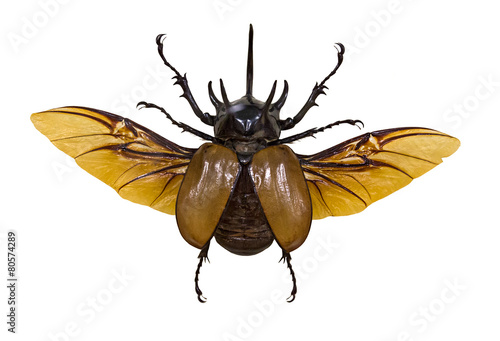 flying rhinoceros brown beetle isolated on white