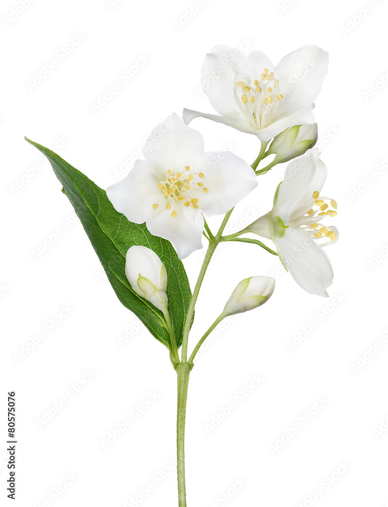 isolated jasmine branch with single leaf