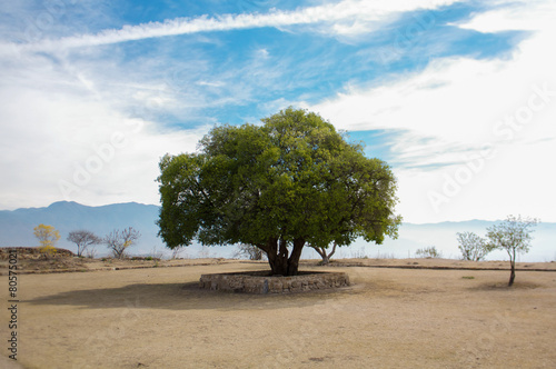 Mexico Oaxaca Monte Alban lonely tree and sky photo