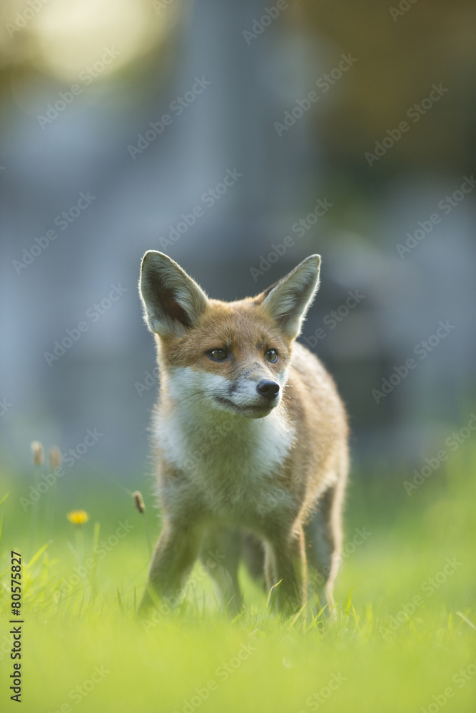 Fototapeta premium Red fox - Vulpes vulpes