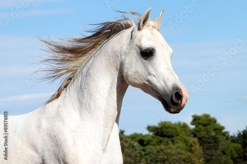 Arabian stallion, wide horse © babalola