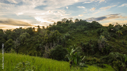 Ikalalao Jungle