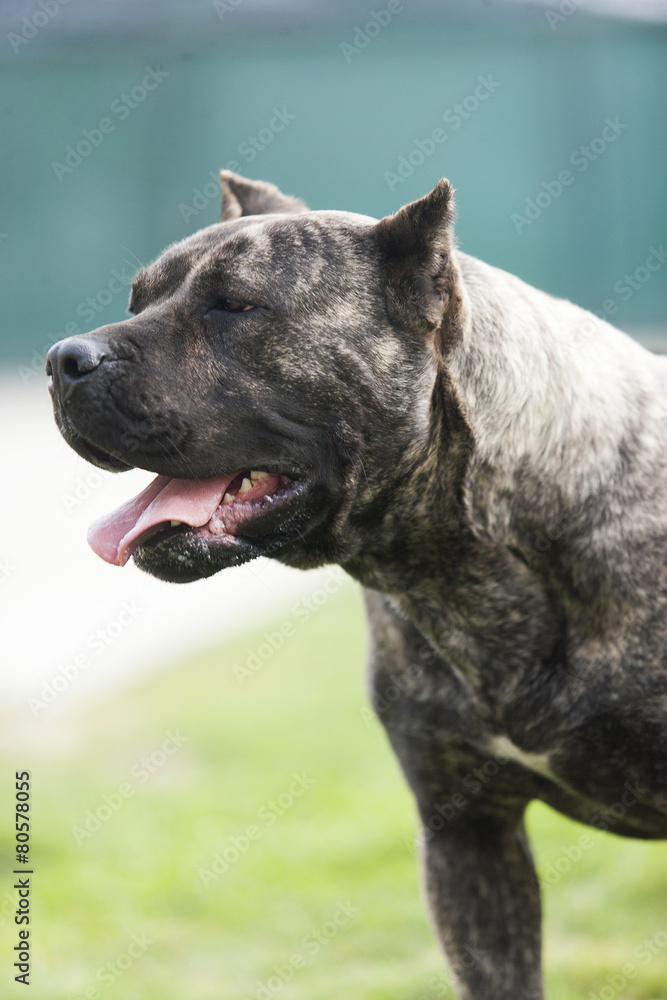 Presa Canario, dogo Canario, dog Stock Photo | Adobe Stock