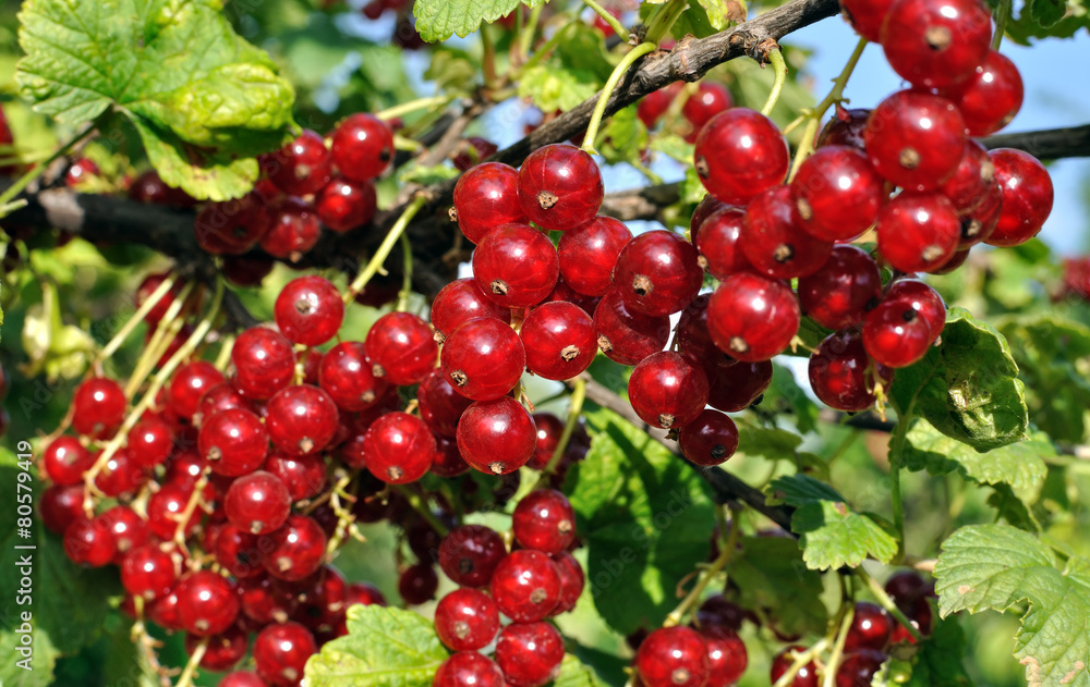 close-up of a  red currant