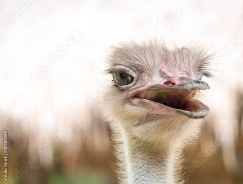 The open mouth ostrich © chat9780