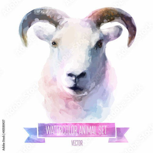 Vector set of watercolor illustrations. Cute sheep