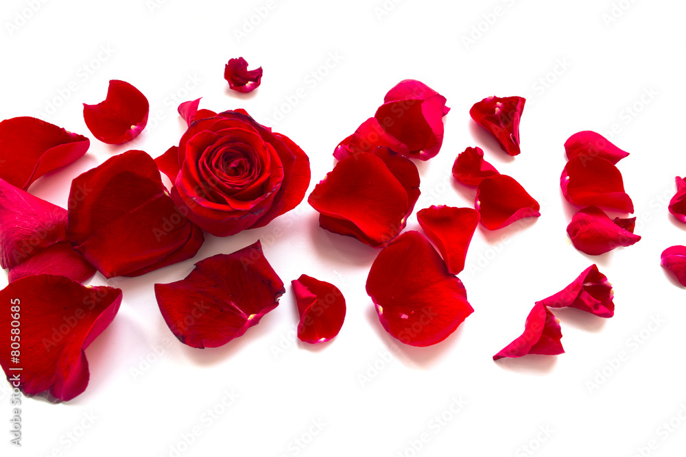 Rose Petals Border Rose Petals Border