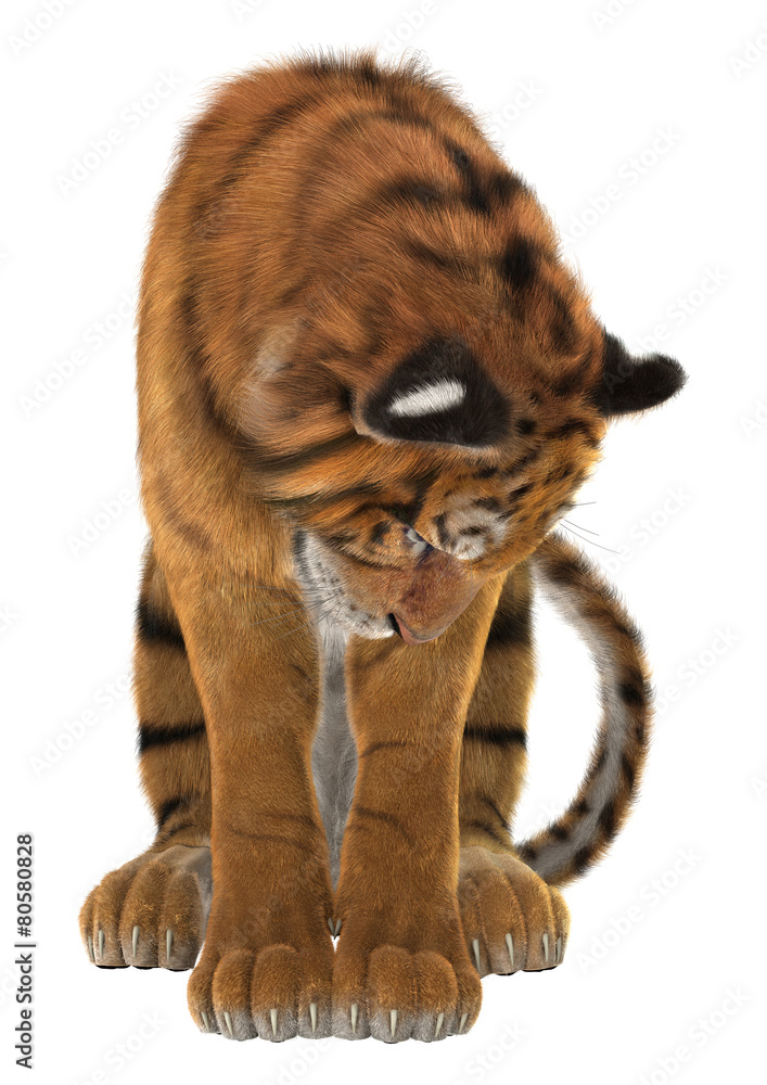 Obraz premium Tiger