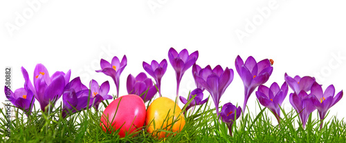 Colorful easter eggs and purple crocuses.