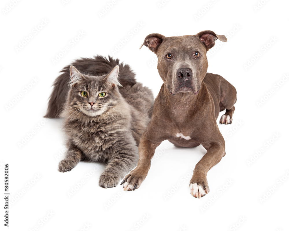 Fototapeta premium Grey Cat and Dog Laying Together