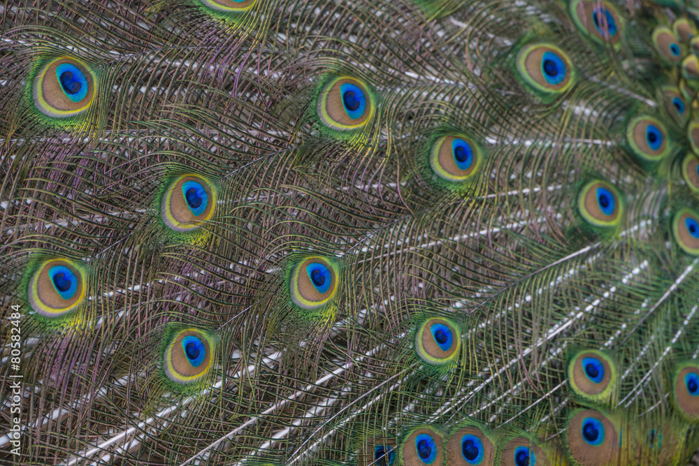 Obraz premium peacock feather