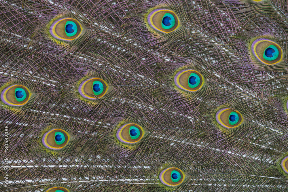 Obraz premium peacock feather