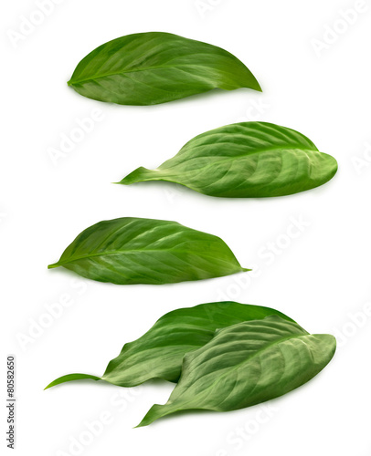 Group of green leaves on the white background
