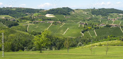 Summer landscape in Langhe (Italy)