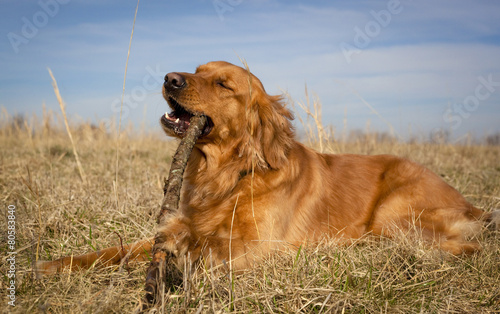 Contented golden retriever chewing branch