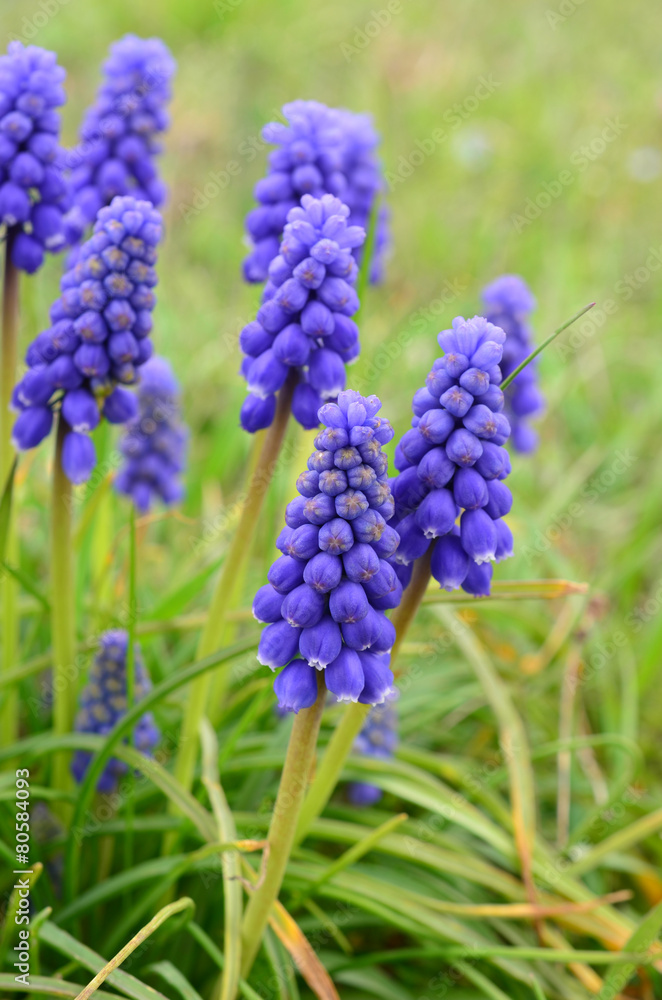 Grape hyacinth (Viper bow) flowers Grape hyacinth (Viper bow) flowers