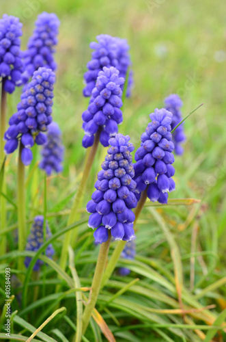 Grape hyacinth (Viper bow) flowers