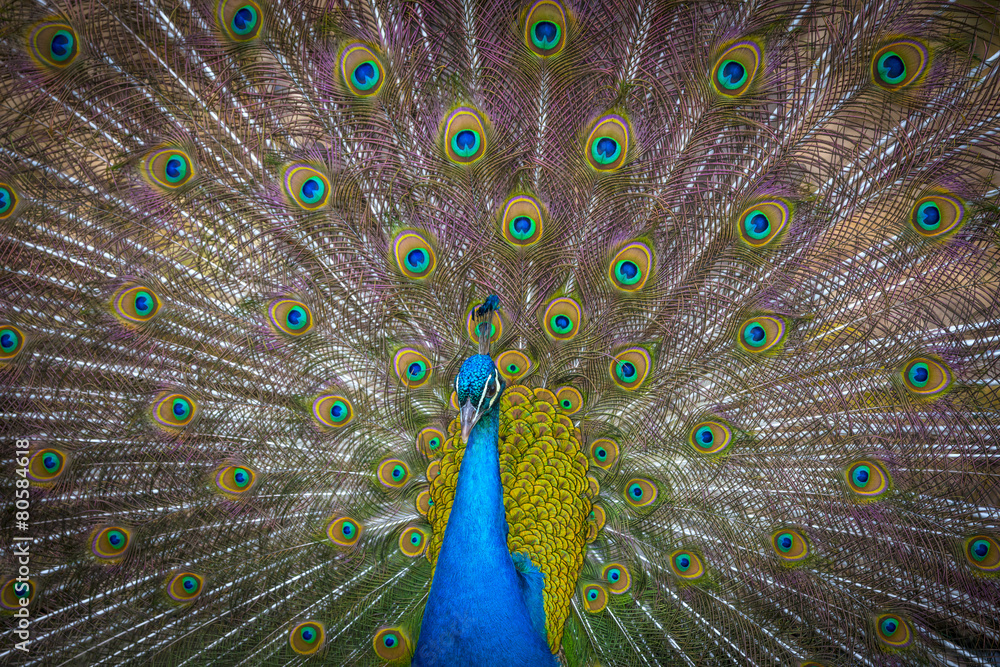 Obraz premium peacock with feathers out