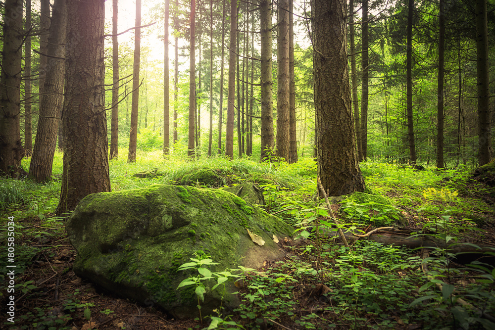 Fototapeta premium Waldboden mit Steine und Sonnenlicht