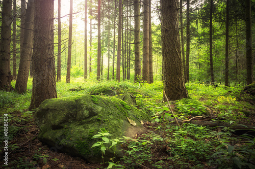 Fototapeta Naklejka Na Ścianę i Meble -  Waldboden mit Steine und Sonnenlicht