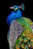 peacock on dark background