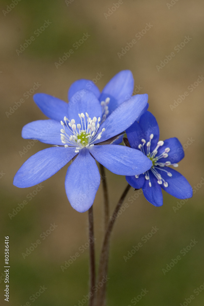 Leberbluemchen; Hepatica; nobilis; Leberbluemchen; Hepatica; nobilis;