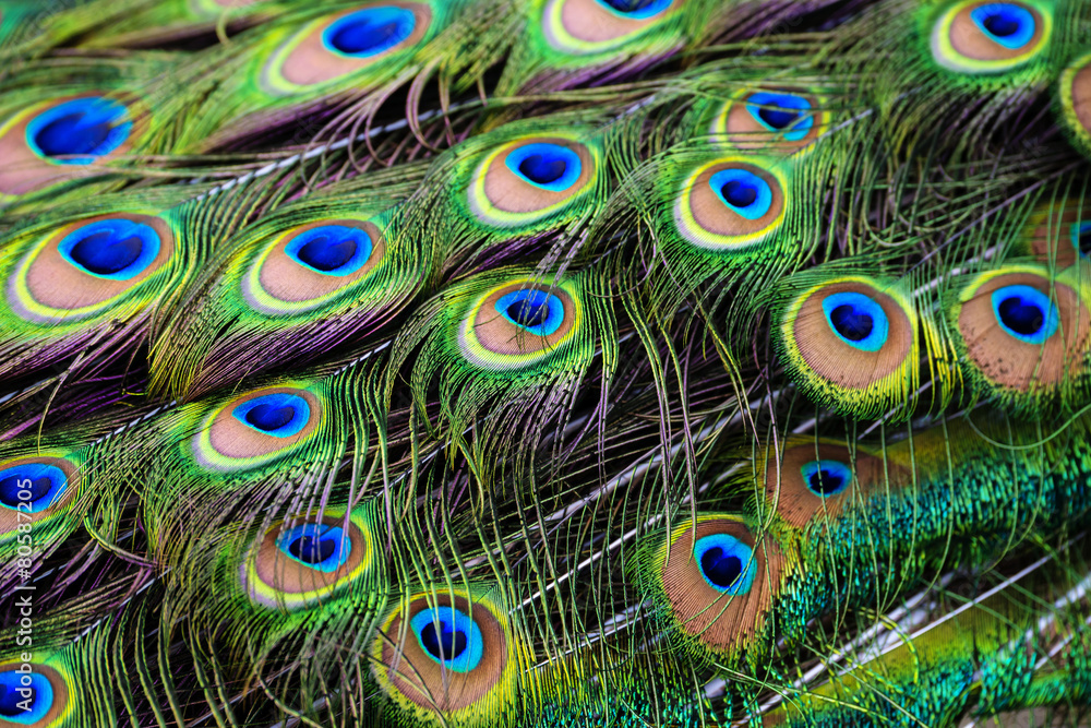 Obraz premium peacock feather