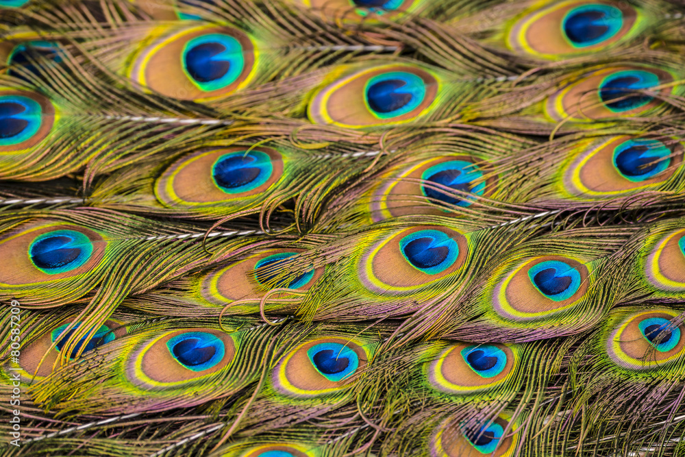Obraz premium peacock feather