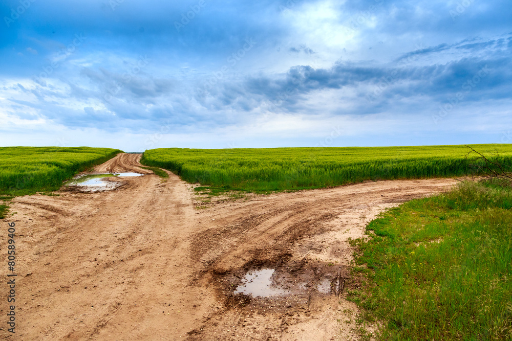 Obraz premium Summer in meadow