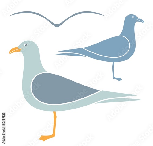 Seagull