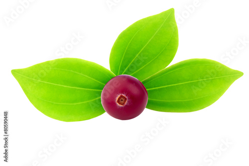 Wallpaper Mural cranberry isolated on a white background Torontodigital.ca