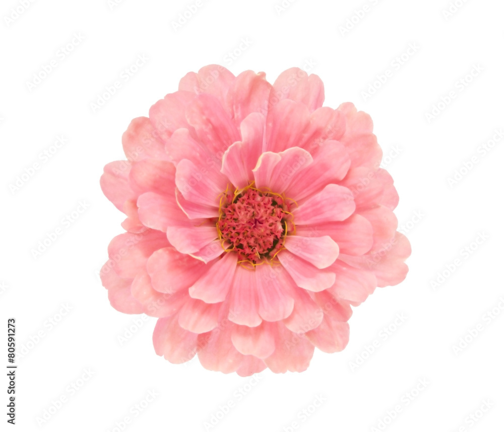 flowers flowers